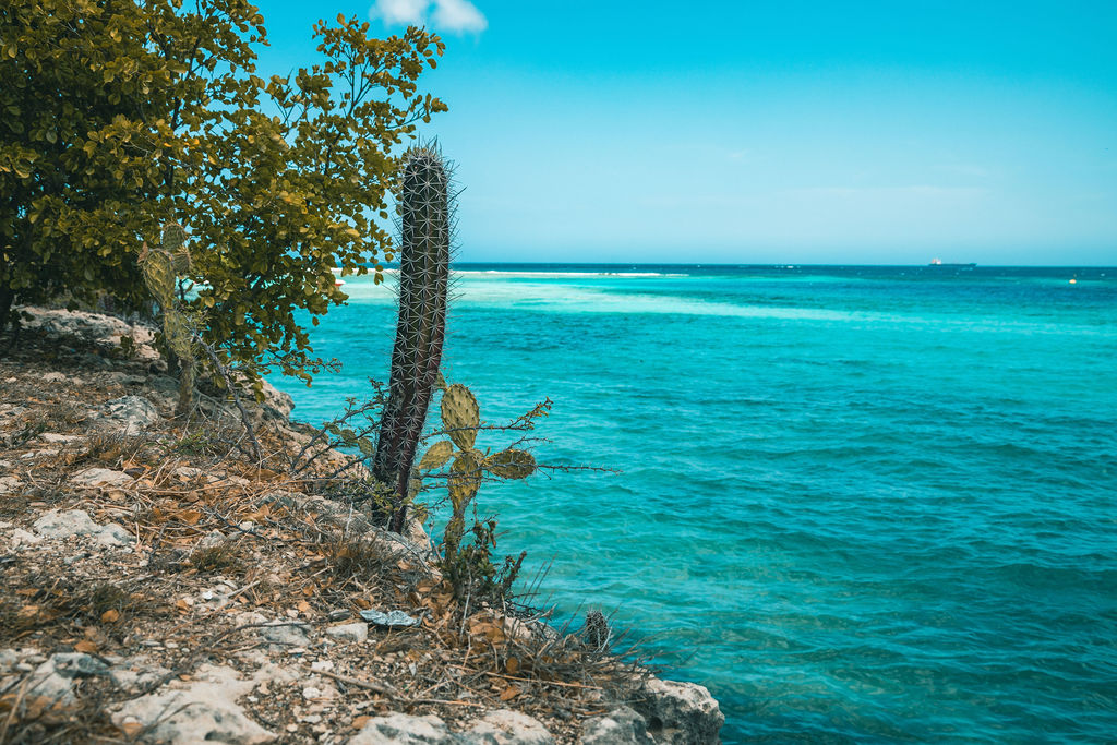 Coast Aruba - Studio Apartment 316S