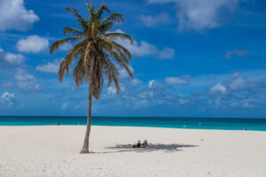 Palm tree A The Beach - Studio Apartment 316S